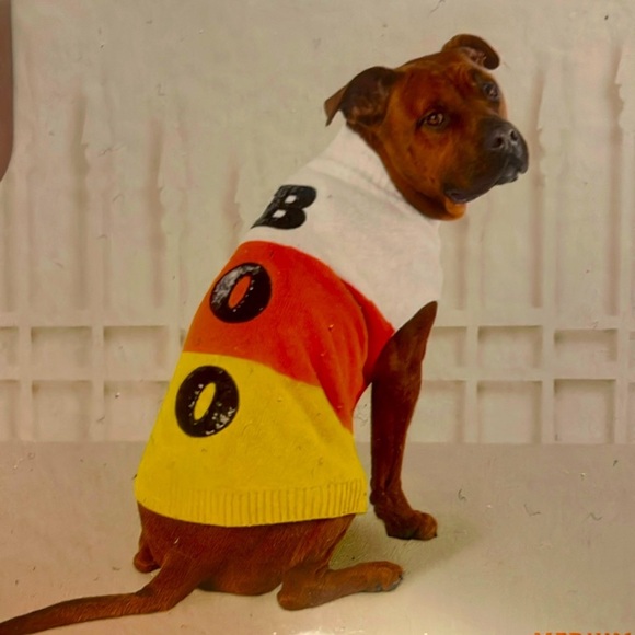 Hyde and Eek pet candy corn sweater black Boo sequins white orange yellow New - Picture 6 of 6